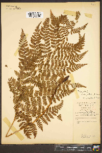 Dryopteris campyloptera image