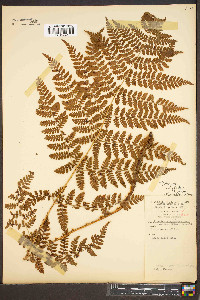 Dryopteris campyloptera image