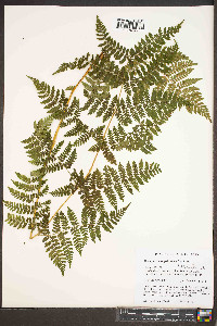 Dryopteris campyloptera image