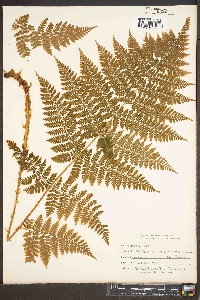 Dryopteris campyloptera image