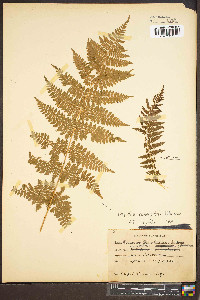 Dryopteris campyloptera image