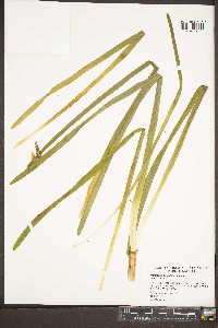 Narcissus pseudonarcissus image