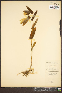 Uvularia perfoliata image