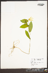 Uvularia perfoliata image