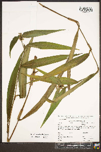 Tradescantia subaspera image