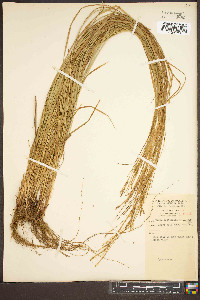 Carex aestivalis image