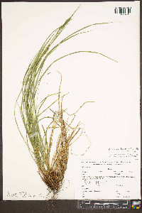 Carex aestivalis image