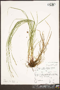 Carex aestivalis image