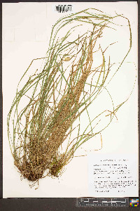 Carex aestivalis image