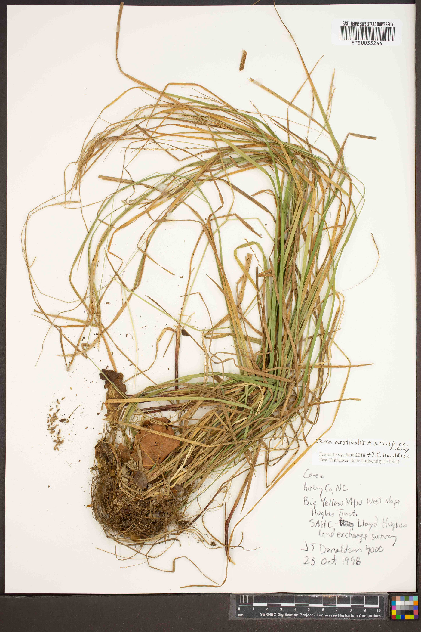 Carex aestivaliformis image