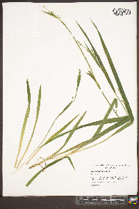 Carex albursina image