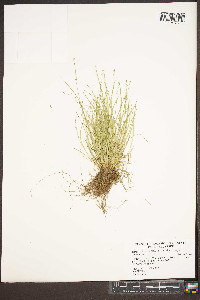 Carex appalachica image