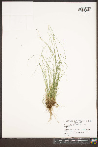 Carex appalachica image