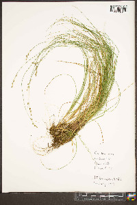 Carex brunnescens subsp. sphaerostachya image