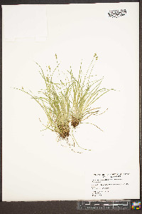 Carex communis var. communis image