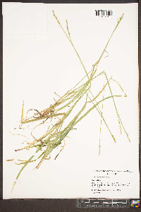 Carex communis var. communis image