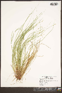 Carex communis var. communis image