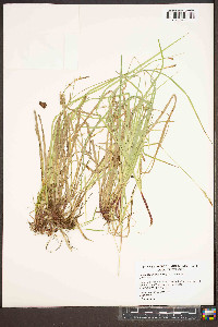 Carex communis var. communis image