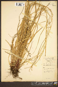 Carex flexuosa image