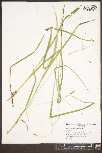 Carex flexuosa image