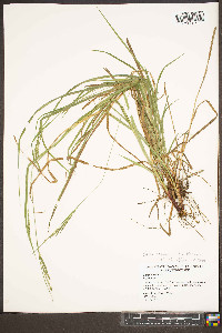 Carex roanensis image