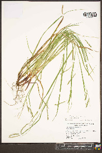 Carex flexuosa image