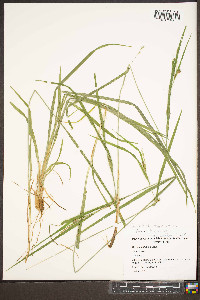 Carex hitchcockiana image