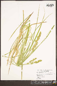 Carex laevivaginata image