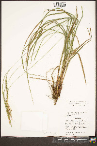 Carex roanensis image