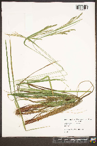 Carex roanensis image