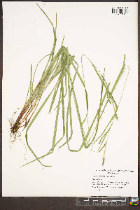 Carex roanensis image