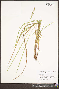 Carex roanensis image