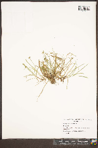 Kyllinga gracillima image