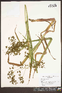 Scirpus expansus image