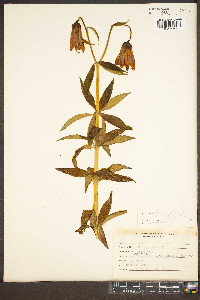 Lilium canadense subsp. editorum image