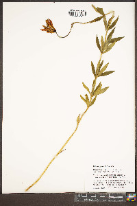 Lilium grayi image