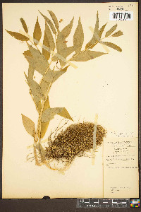 Streptopus lanceolatus var. lanceolatus image