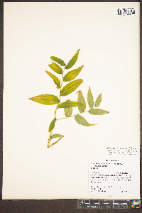 Streptopus lanceolatus var. lanceolatus image
