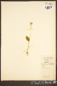 Malaxis unifolia image