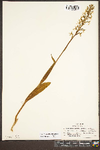 Platanthera lacera image