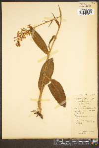 Platanthera psycodes image