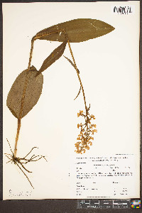 Platanthera psycodes image