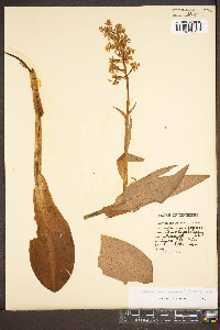 Platanthera psycodes image