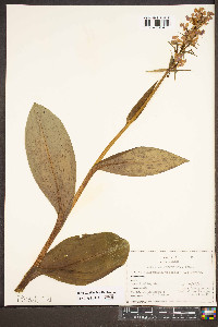 Platanthera psycodes image