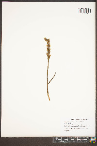 Spiranthes ochroleuca image