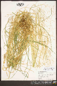 Agrostis capillaris image