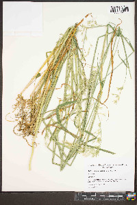 Arrhenatherum elatius var. elatius image