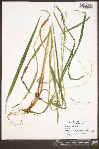 Bromus nottowayanus image