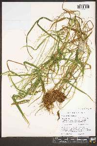 Cinna latifolia image