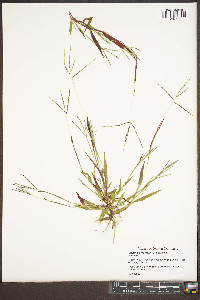 Digitaria ischaemum image